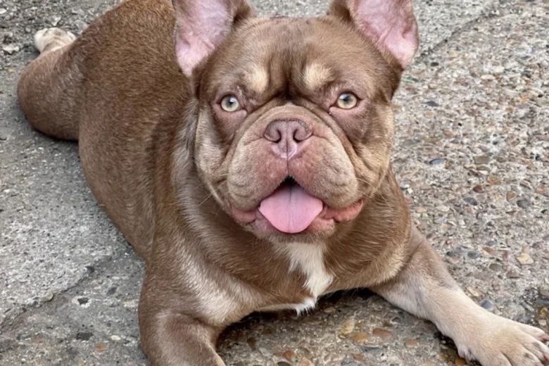 French Bulldog