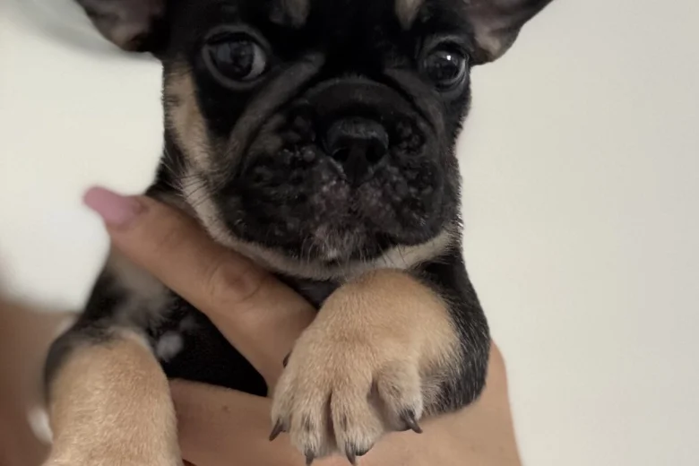 French Bulldog