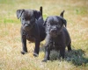 Patterdale Terrier