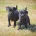 Patterdale Terrier