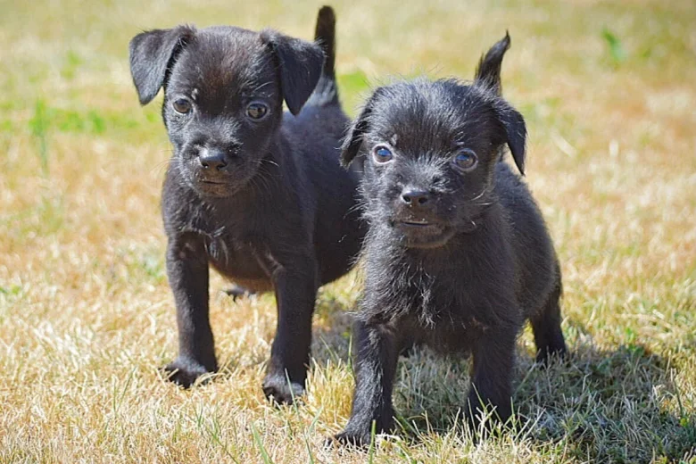 Patterdale Terrier