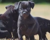 Patterdale Terrier
