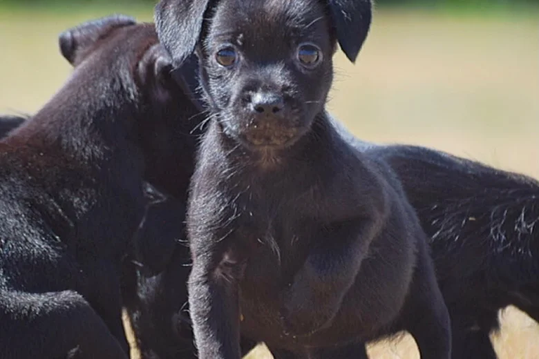 Patterdale Terrier