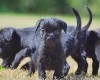Patterdale Terrier