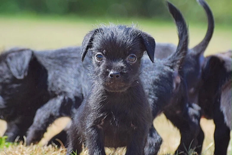 Patterdale Terrier