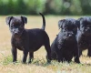 Patterdale Terrier