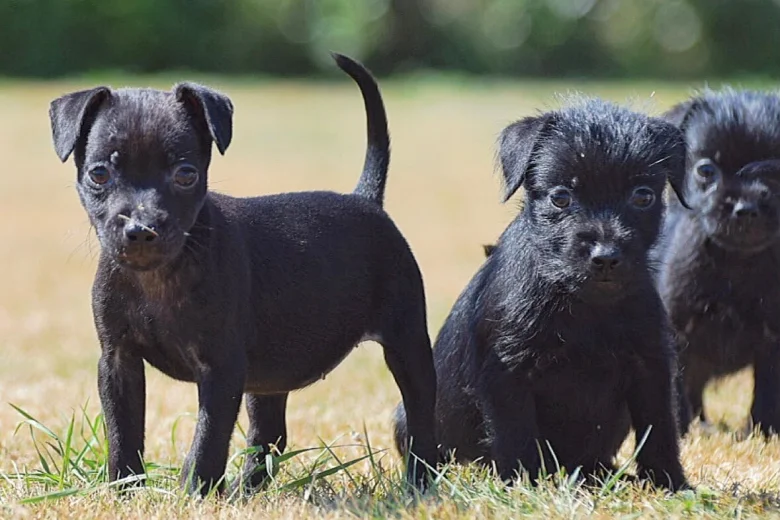 Patterdale Terrier