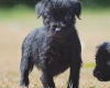Patterdale Terrier