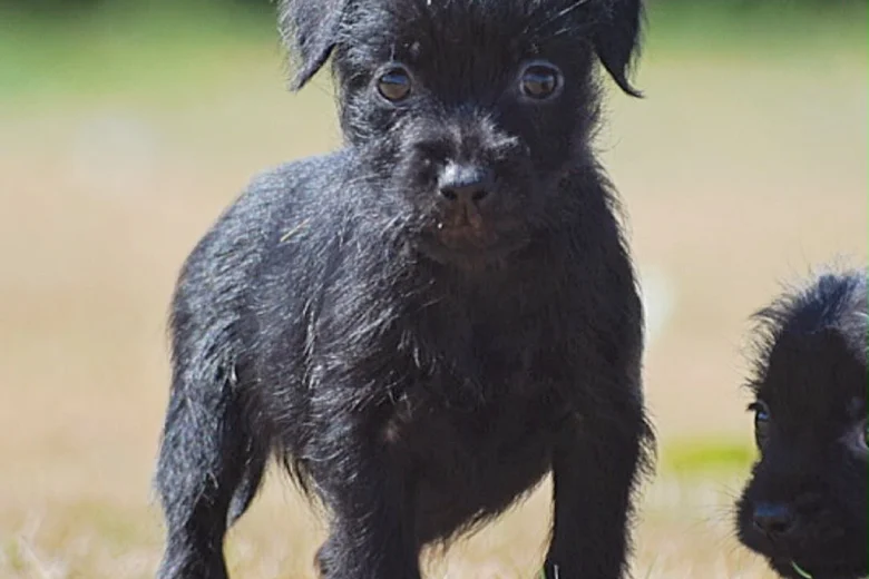 Patterdale Terrier