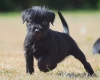 Patterdale Terrier