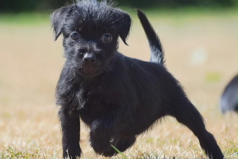 Patterdale Terrier