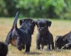 Patterdale Terrier