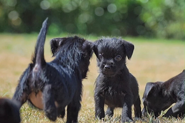Patterdale Terrier