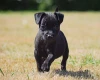 Patterdale Terrier