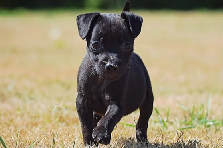 Patterdale Terrier