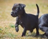 Patterdale Terrier