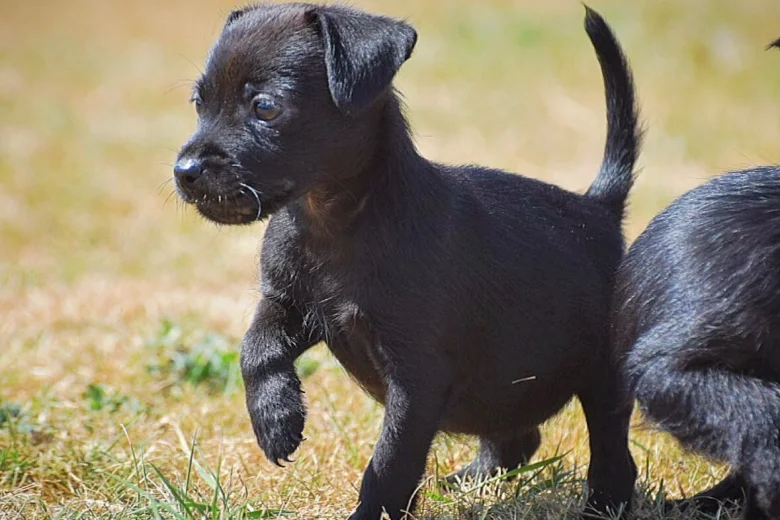 Patterdale Terrier