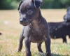 Patterdale Terrier