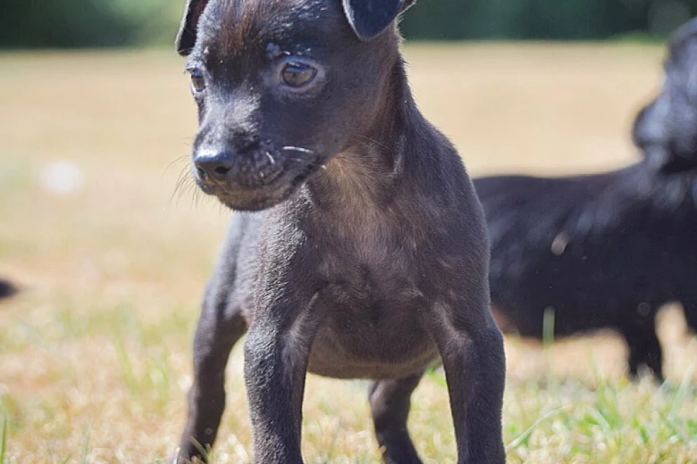 Patterdale Terrier