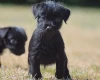 Patterdale Terrier