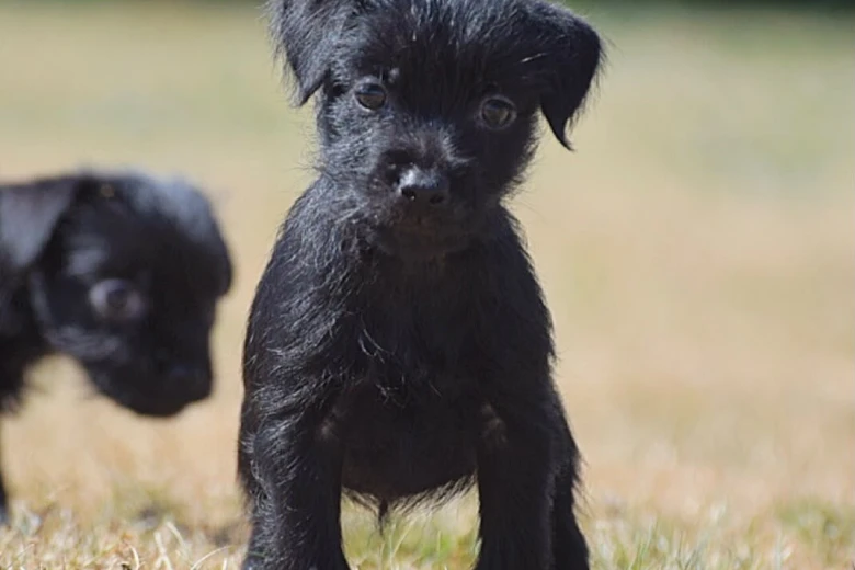 Patterdale Terrier