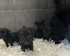 Patterdale Terrier