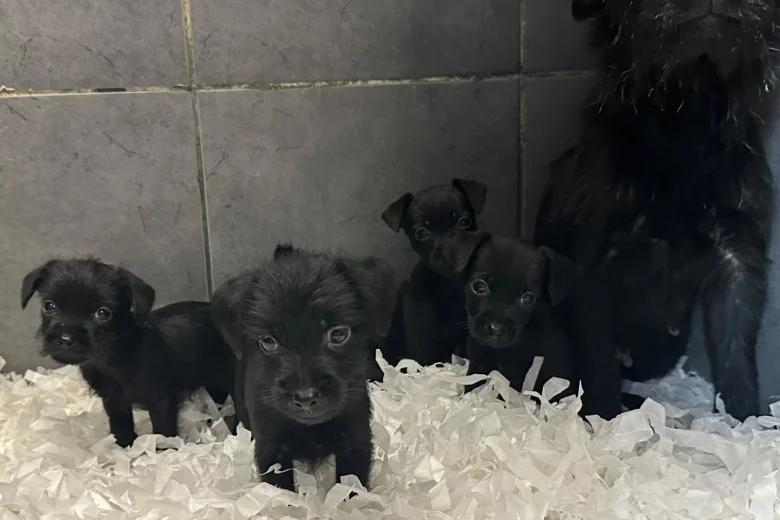 Patterdale Terrier