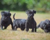 Patterdale Terrier