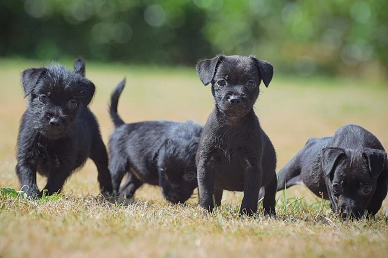 Patterdale Terrier