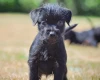 Patterdale Terrier