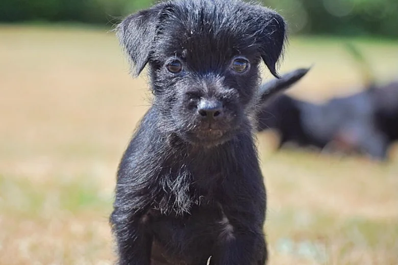 Patterdale Terrier