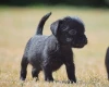 Patterdale Terrier