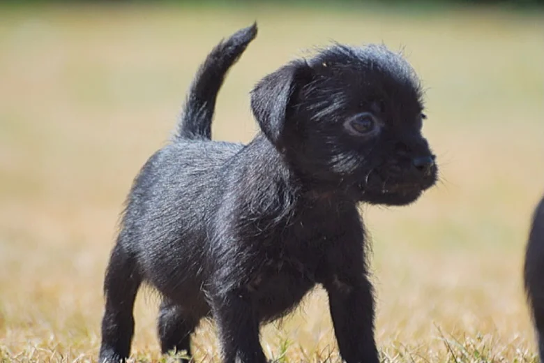 Patterdale Terrier