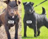 Patterdale Terrier