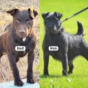 Patterdale Terrier