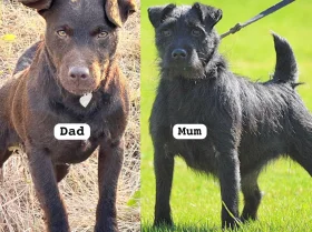 Patterdale Terrier