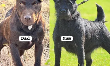 Patterdale Terrier