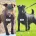 Patterdale Terrier