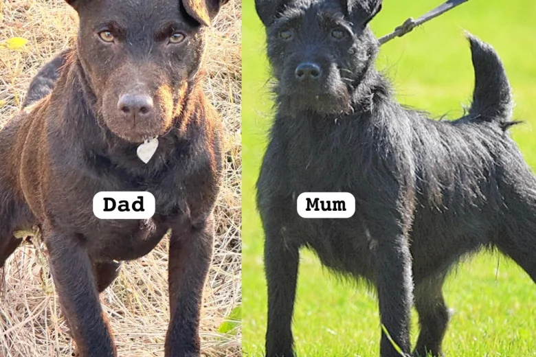 Patterdale Terrier