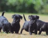 Patterdale Terrier