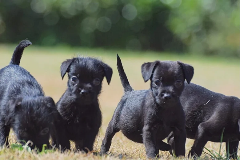 Patterdale Terrier
