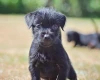 Patterdale Terrier