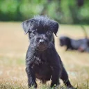 Patterdale Terrier