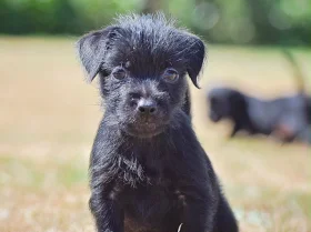 Patterdale Terrier