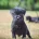 Patterdale Terrier
