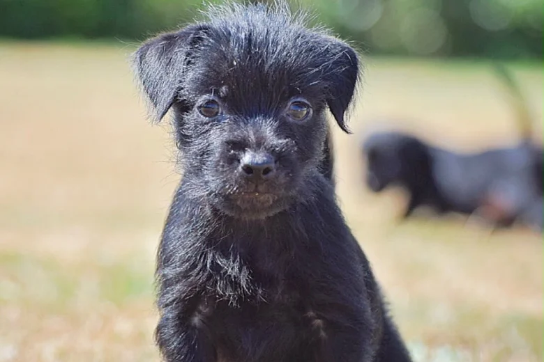Patterdale Terrier
