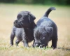 Patterdale Terrier