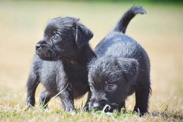 Patterdale Terrier