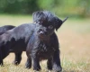 Patterdale Terrier