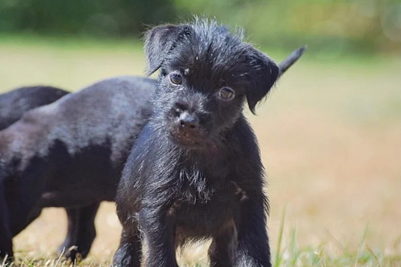 Patterdale Terrier